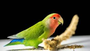 Rosy Faced Lovebird