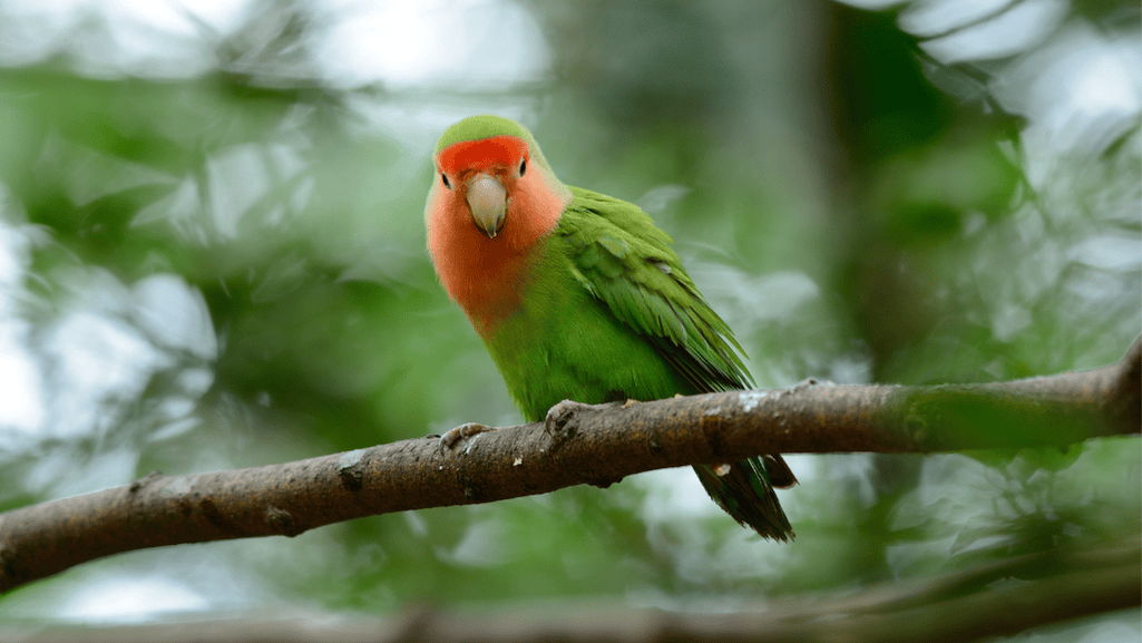 Rosy Faced Lovebird Veterinary Care