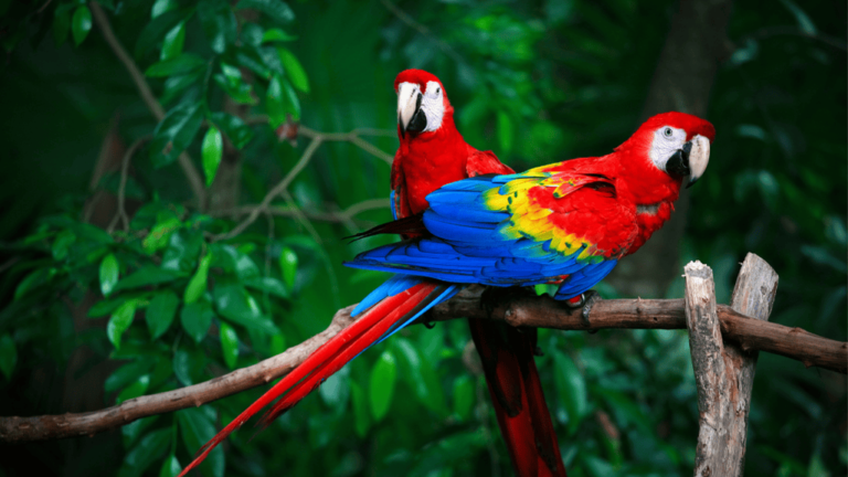 Scarlet Macaw