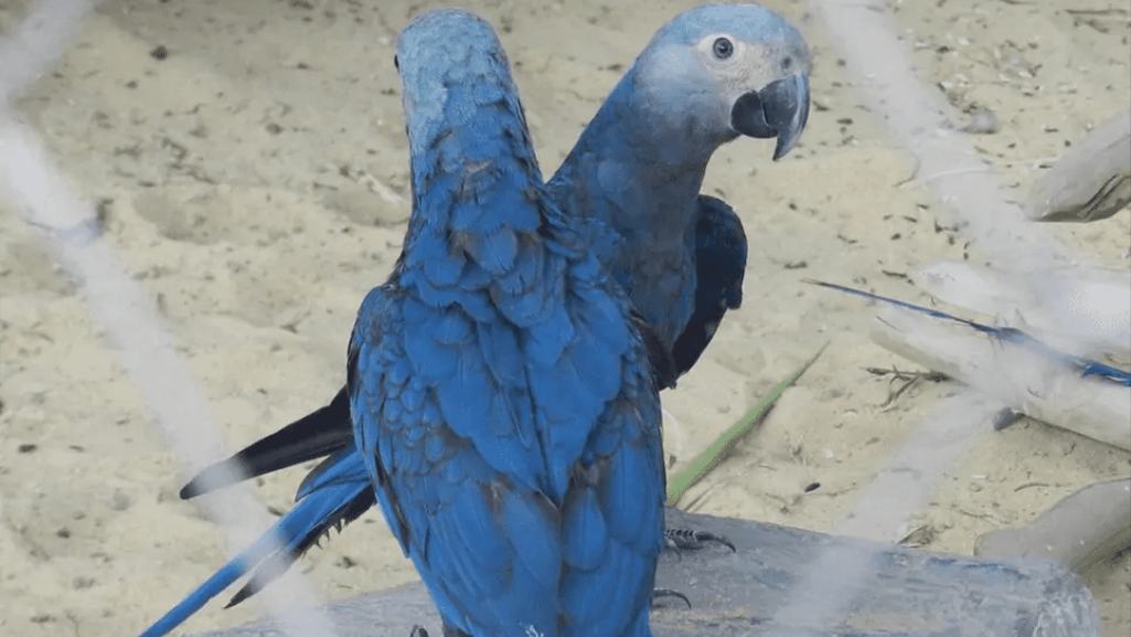 Spix's Macaw in Caatinga Biome