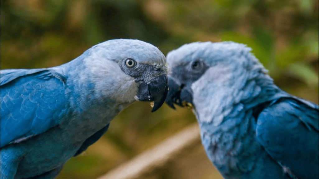 Spix’s Macaw