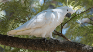 Sulphur Crested Cockatoo