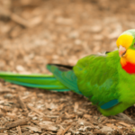 Superb Parrot