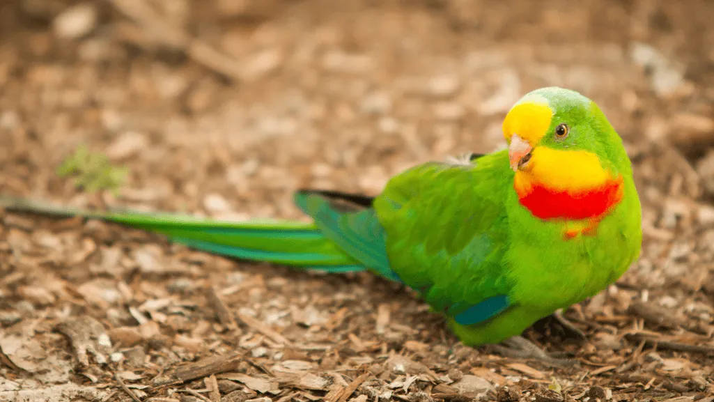 Superb Parrot