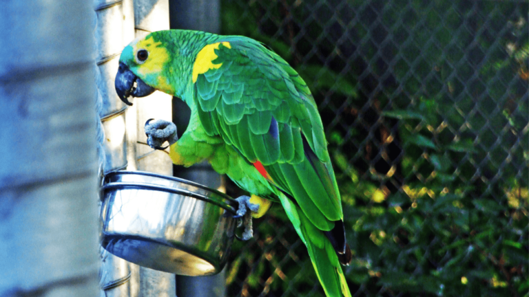 Turquoise Fronted Amazon