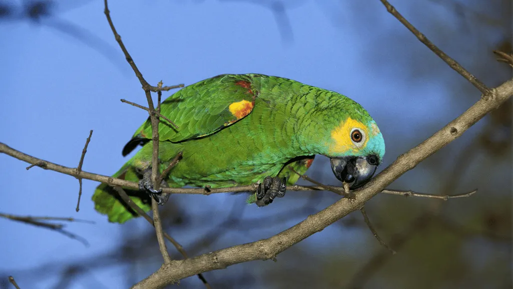 Turquoise Fronted Amazon Care Tips