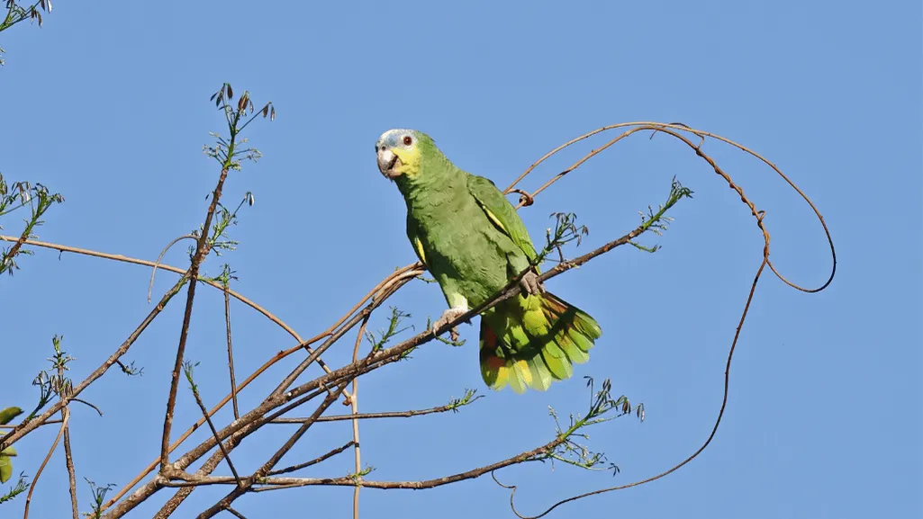 Turquoise Fronted Amazon Habitat