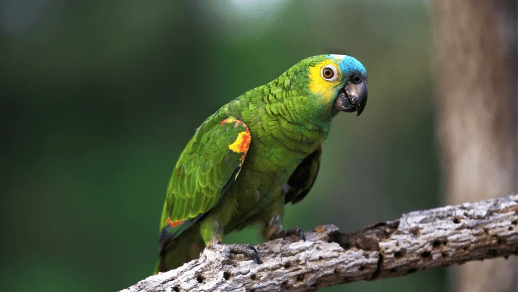 Turquoise Fronted Amazon interaction