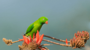 Vernal Hanging Parrot