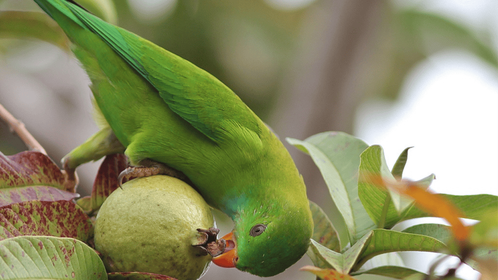 Vernal Hanging Parrot Diet and Feeding Habits