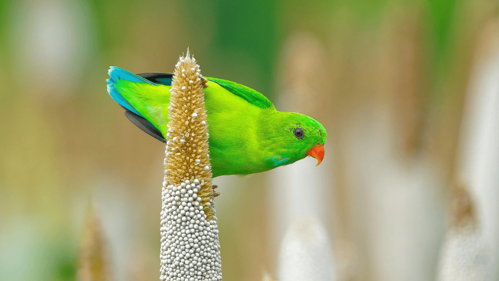 Vernal Hanging Parrot habitat distribution
