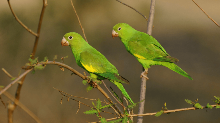 Yellow Chevroned Parakeets