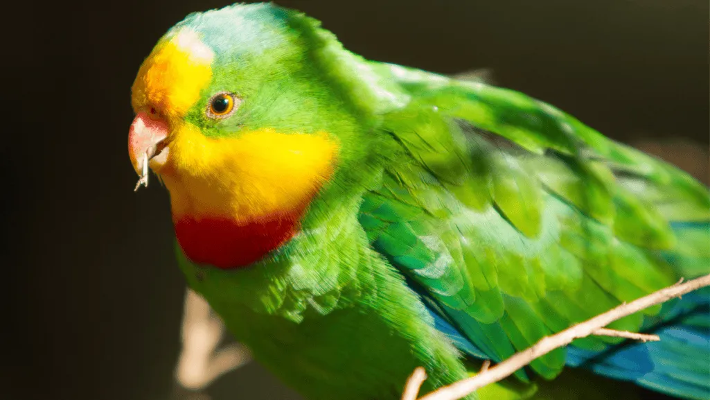 feeding habits of the superb parrot