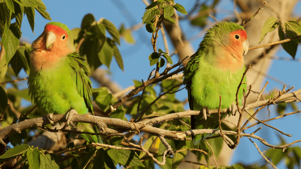 lovebird compatibility