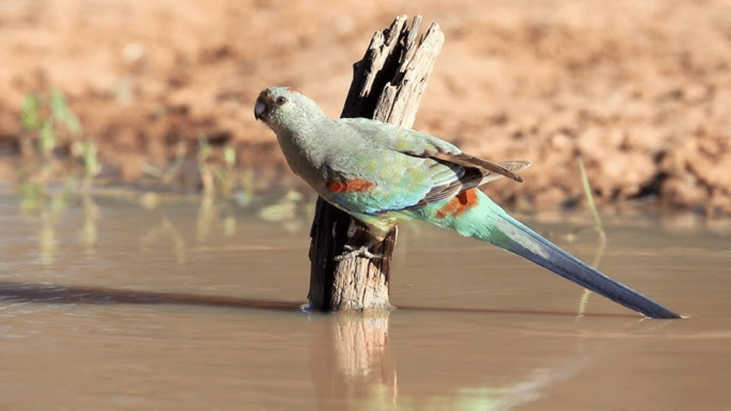 mulga parrot breeding behavior