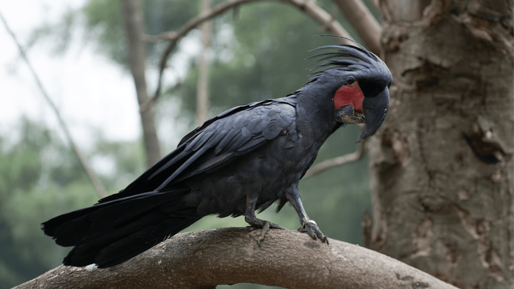 palm cockatoo in natural habitat