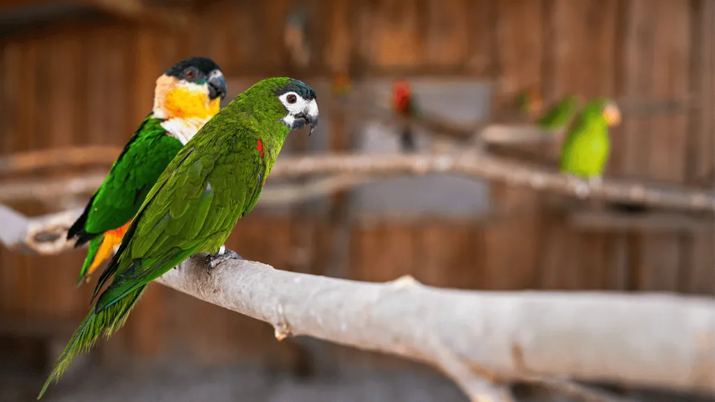 red shouldered macaw for sale