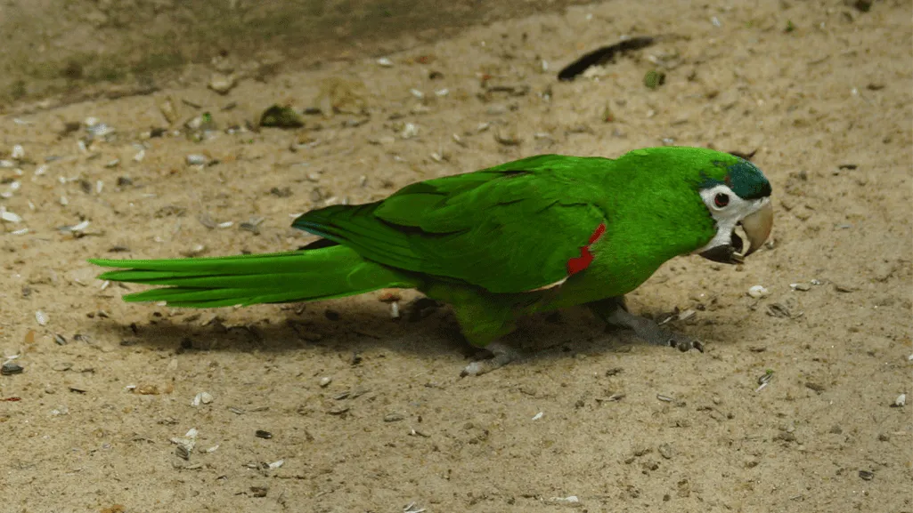 red shouldered macaw habitat
