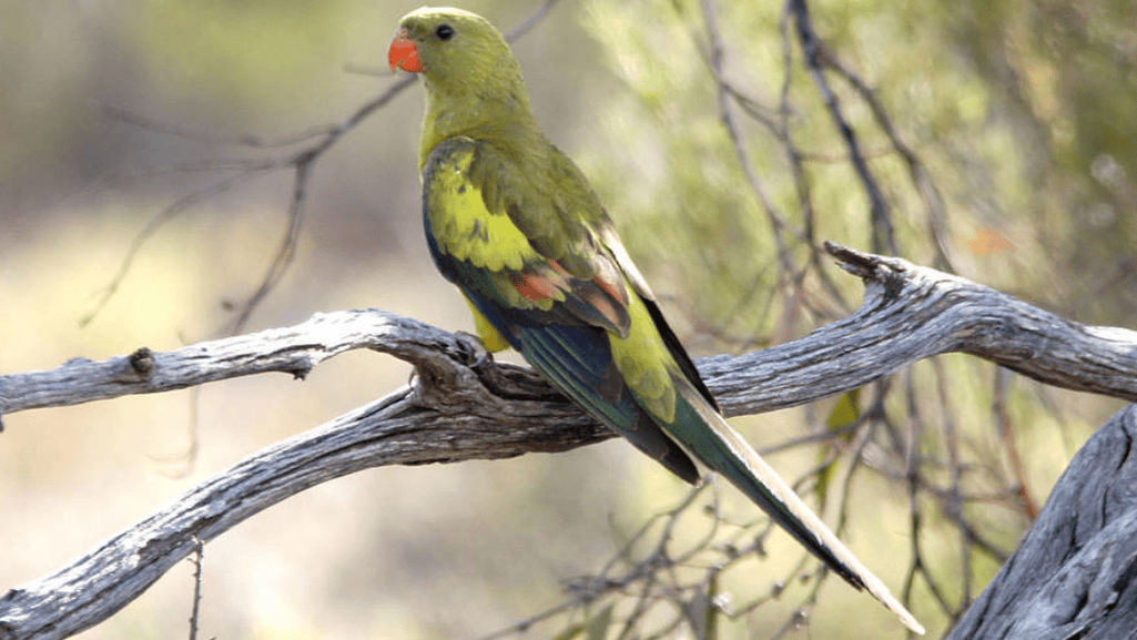 regent parrot unique characteristics