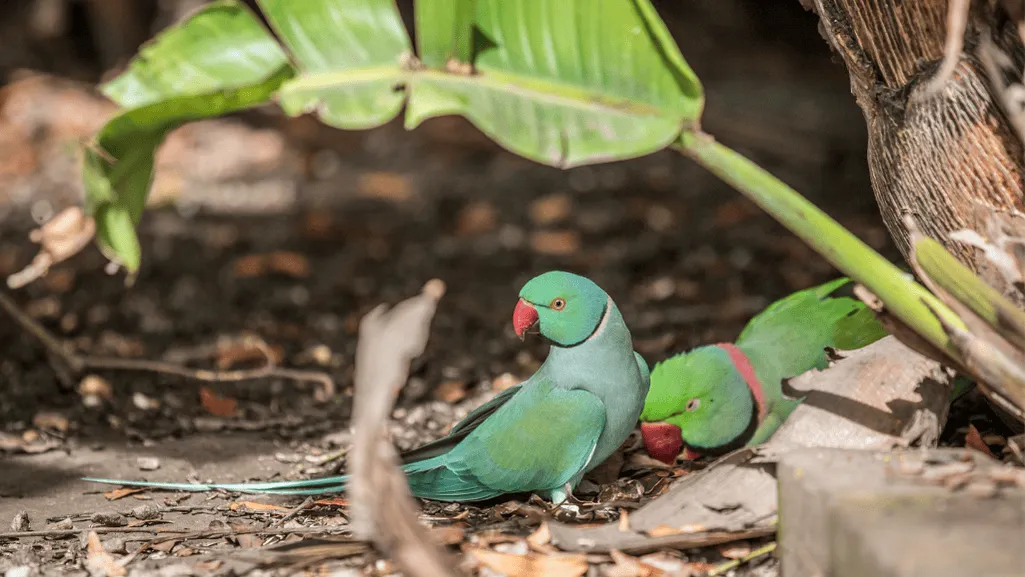 rose ringed parakeet habitat rose ringed parakeet habitat
