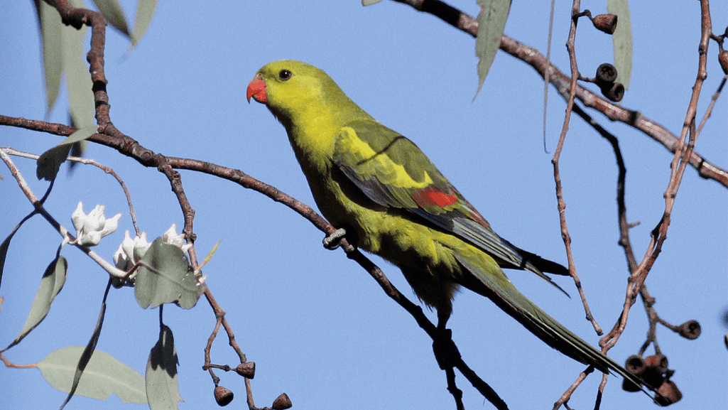 similar parrot species