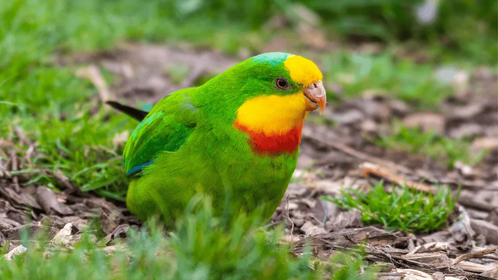 superb parrot images