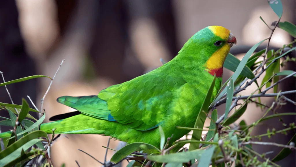 superb parrot sounds