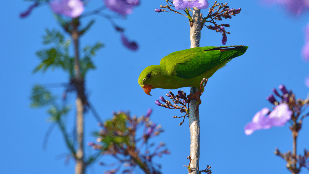 vernal hanging parrot behavior