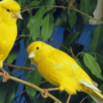 American Singer Canary Birds