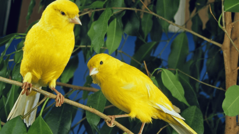 American Singer Canary Birds