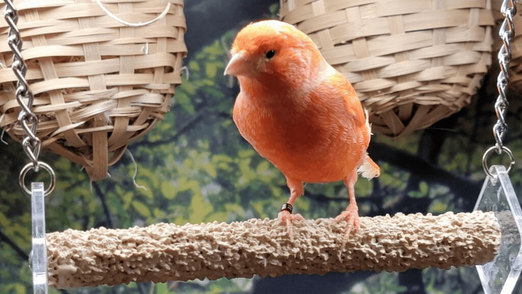 American Singer Canary singing