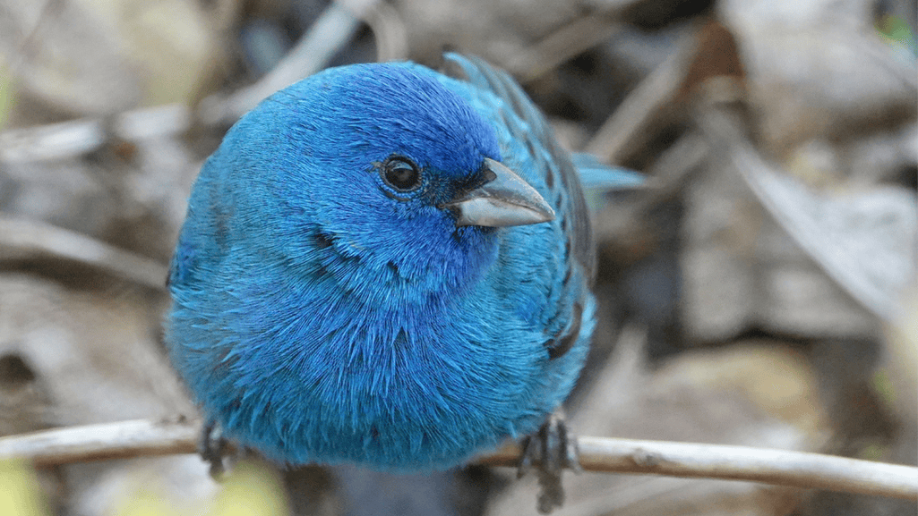 Balanced canary food diet with seeds, fruits, and vegetables