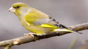 Belgian Canary Birds