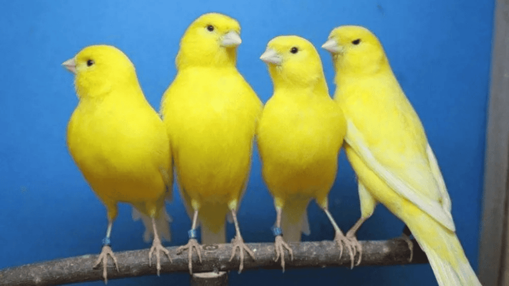 Berner Canary Birds