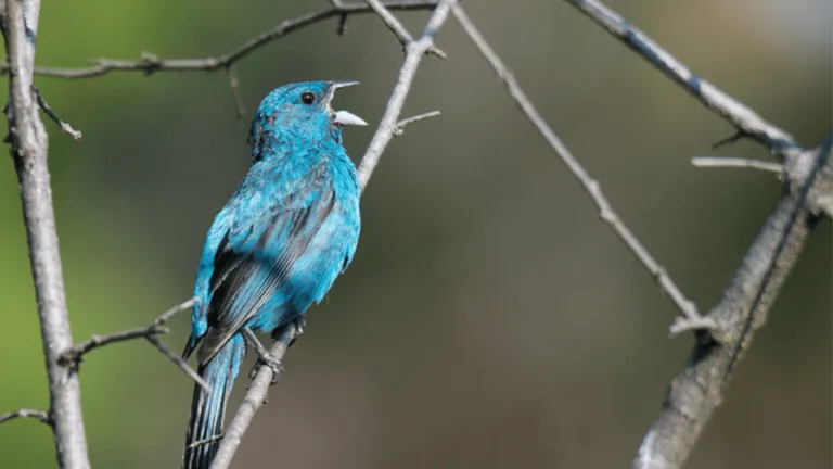 Blue Factor Canary Birds