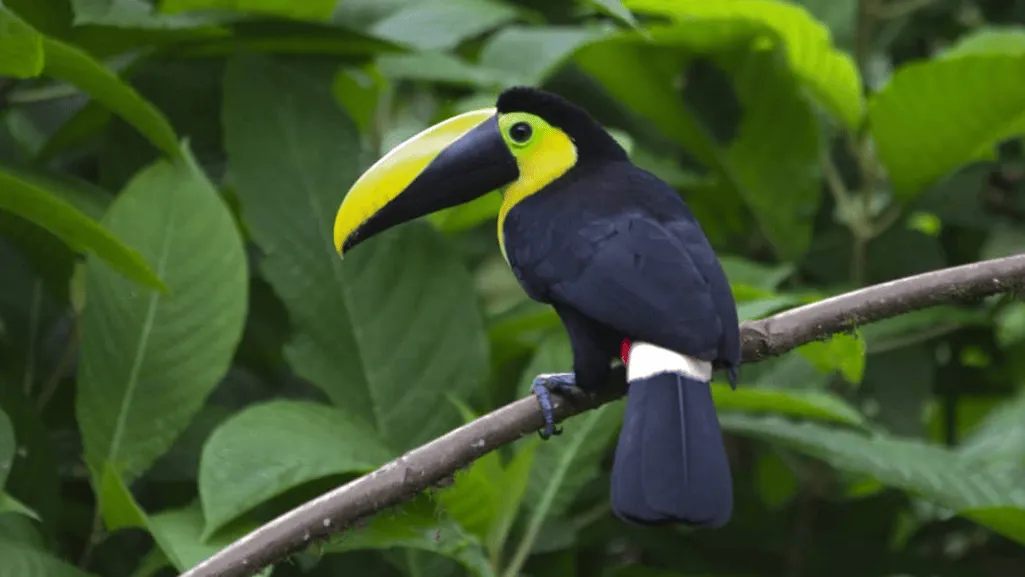 Choco Toucan Characteristics