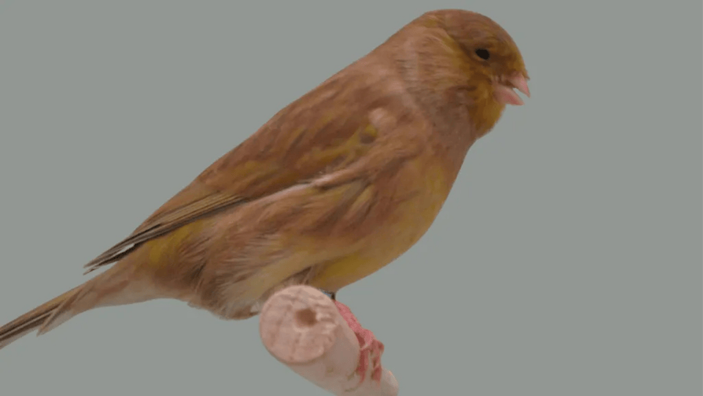 Cinnamon Canary Birds