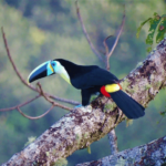 Citron-throated Toucan