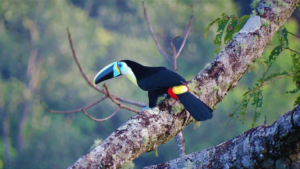 Citron-throated Toucan