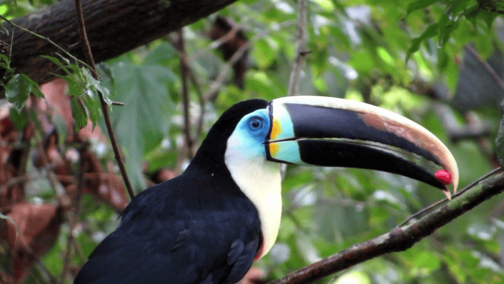 Citron-throated Toucan Conservation Status