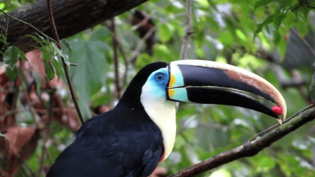 Citron-throated Toucan Conservation Status