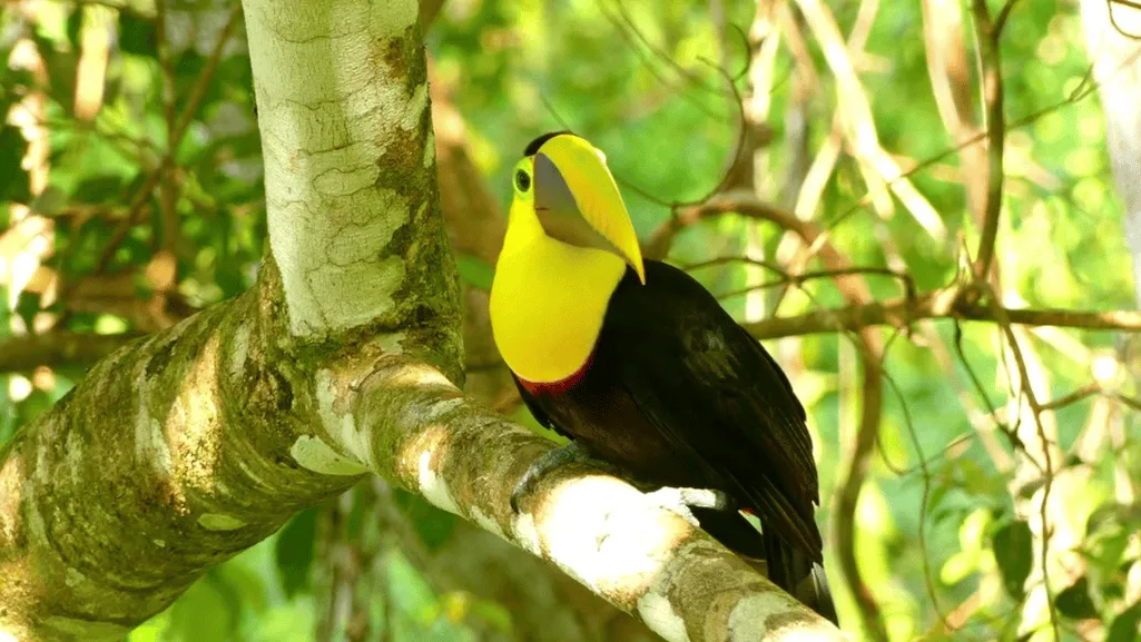Citron-throated toucan behavior