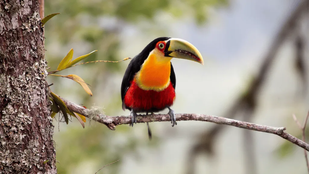 Diet of the Red-breasted Toucan