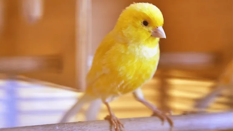 Domestic Canary Birds