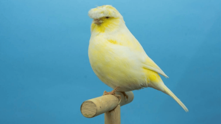 Gloster Canary Birds