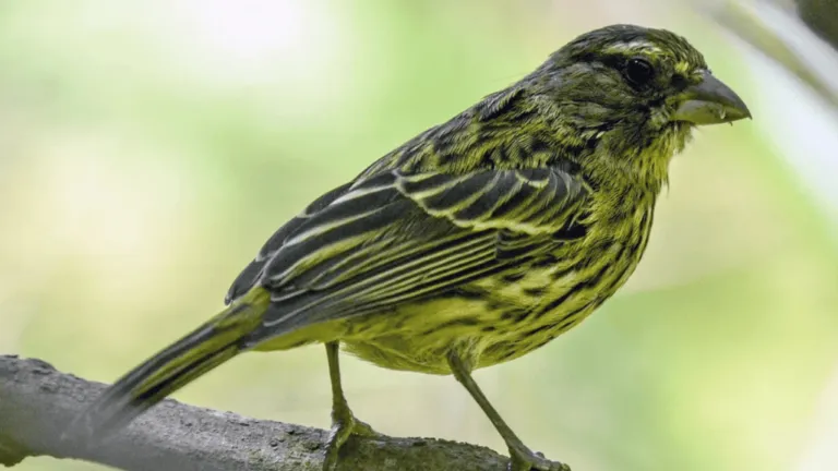 Green Canary Birds