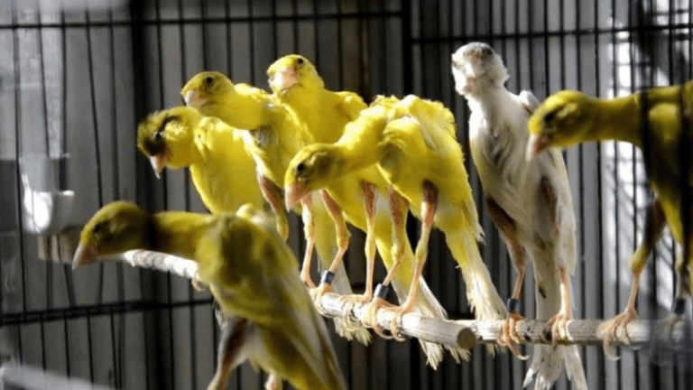 Italian Gibber Italicus Canary Birds