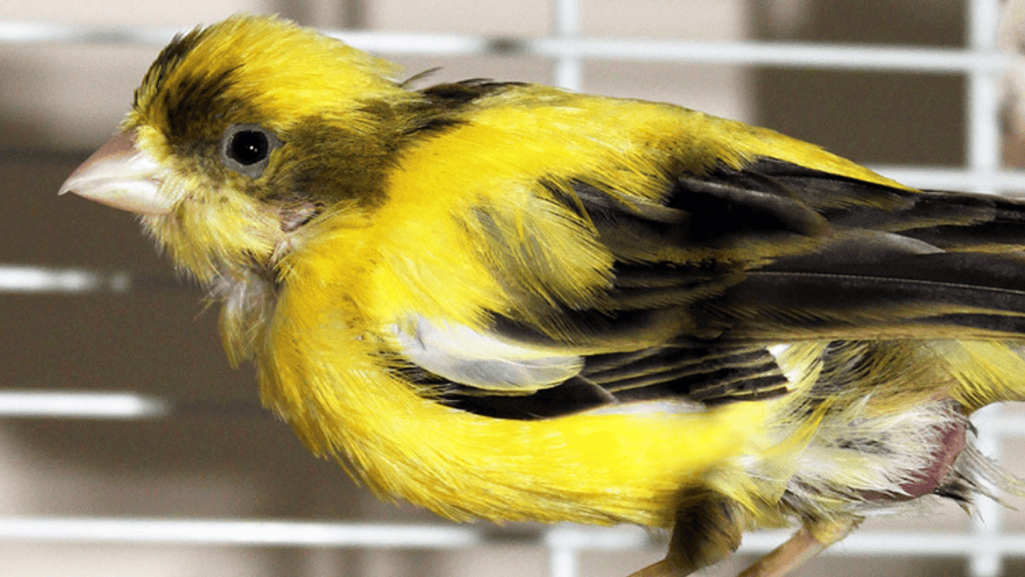 Italian Gibber Italicus Canary Birds diet