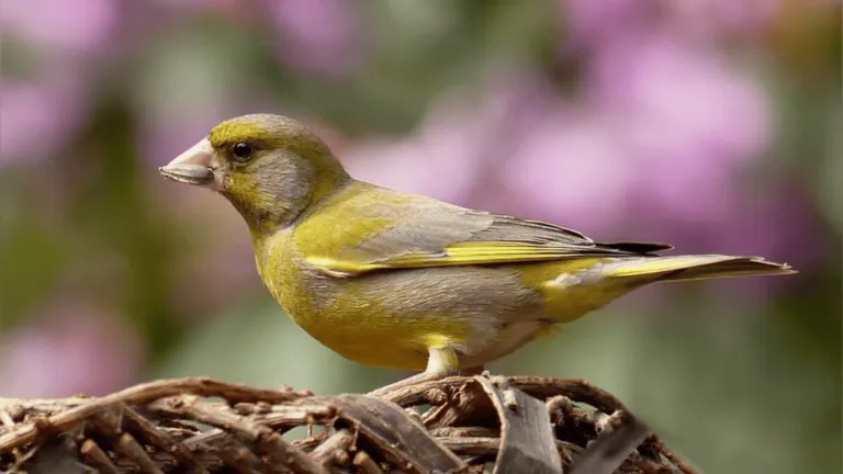 Japanese Hoso Canary Birds