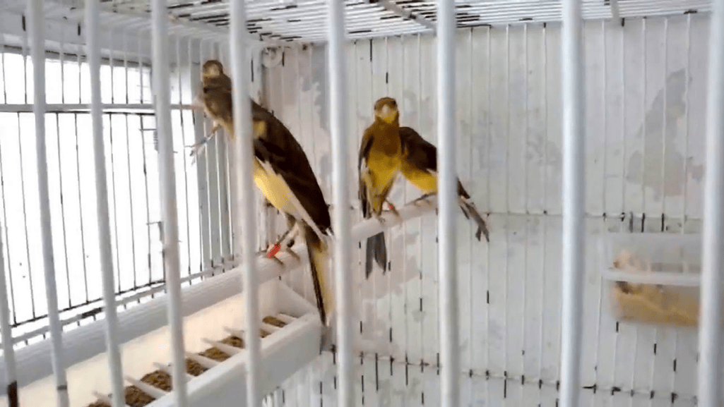 Japanese Hoso Canary competition
